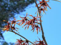 Vilín prostřední 'Diane' (Hamamelis x intermedia)