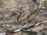 Lípa velkolistá (Tilia platyphyllos)