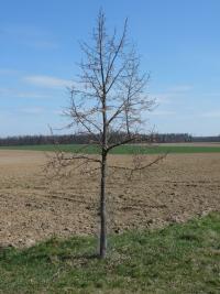 Lípa velkolistá (Tilia platyphyllos)