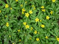 Sasanka pryskyřníkovitá (Anemone ranunculoides)