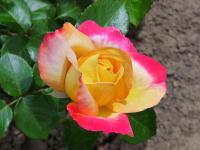 Růže 'Orient Express' - Velkokvěté růže (Rosa)