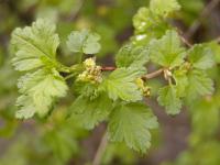 Rybíz alpínský (Ribes alpinum)