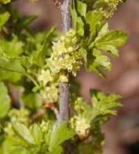 Rybíz alpínský (Ribes alpinum)