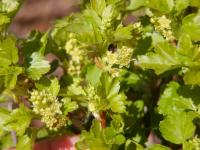 Rybíz alpínský (Ribes alpinum)