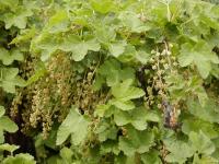 Rybíz alpínský (Ribes alpinum)