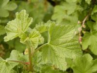 Rybíz alpínský (Ribes alpinum)
