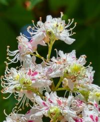 Jírovec maďal (Aesculus hippocastanum)