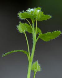 Rozrazil břečťanolistý (Veronica hederifolia)