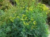 Routa vonná (Ruta graveolens)