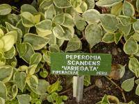 Pepřinec 'Variegata' (Peperomia scandens)