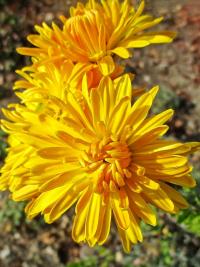 Chrysanthemum x morifolium   'Cottage Yellow'  listopadka zahradní květy, květenství