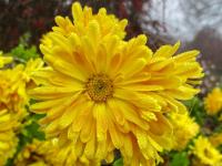 Chrysanthemum x morifolium      'Cottage Yellow'  listopadka zahradní květy, květenství