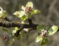 Jabloň domácí (Malus domestica)