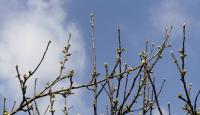 Jabloň domácí (Malus domestica)