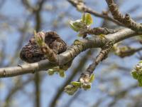 Jabloň domácí (Malus domestica)