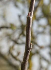 Jabloň domácí (Malus domestica)