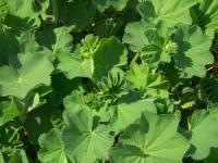 Kontryhel měkký - listy (Alchemilla mollis)