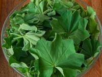 Kontryhel měkký - listy na sušení (Alchemilla mollis)