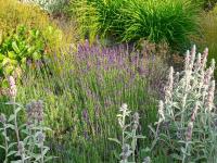 Levandule lékařská 'Hidcote Blue' (Lavandula angustifolia)