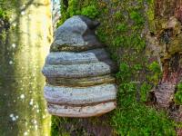 Troudnatec kopytovitý