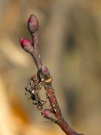 Lípa velkolistá (Tilia platyphyllos)
