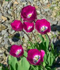 Tulipán