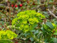Pryšec myrtovitý (Euphorbia myrsinites)