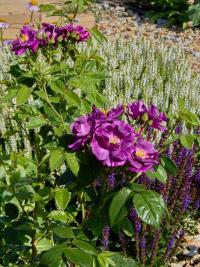 Růže 'Rhapsody in Blue' (Rosa)