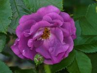Růže 'Rhapsody in Blue' (Rosa)