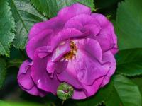 Růže 'Rhapsody in Blue' (Rosa)
