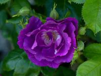 Růže 'Rhapsody in Blue' (Rosa)