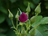 Růže 'Rhapsody in Blue' (Rosa)