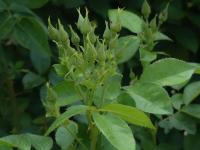 Růže 'Rhapsody in Blue' (Rosa)