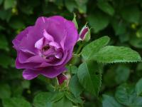 Růže 'Rhapsody in Blue' (Rosa)