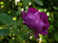 Růže 'Rhapsody in Blue' (Rosa)