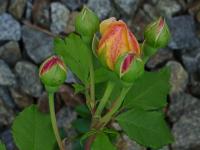 Růže 'Rhapsody in Blue' (Rosa)