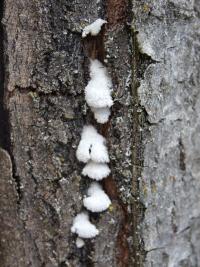 Klanolístka obecná (Schizophyllum commune)