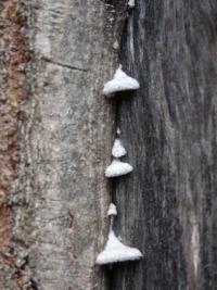 Klanolístka obecná (Schizophyllum commune)