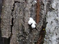 Klanolístka obecná (Schizophyllum commune)