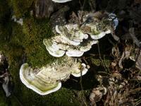 Outkovka hrbatá (Trametes gibbosa)