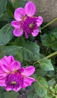 Jiřinka (Dahlia)