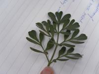 Routa vonná (Ruta graveolens)