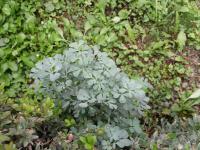 Routa vonná (Ruta graveolens)