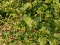 Rybíz alpínský (Ribes alpinum)