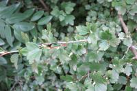 Rybíz alpínský (Ribes alpinum)
