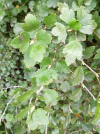 Rybíz alpínský (Ribes alpinum)