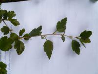 Rybíz alpínský (Ribes alpinum)