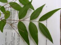 Fontanézie Fortunova (Fontanesia fortunei)