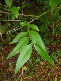 Fontanézie Fortunova (Fontanesia fortunei)