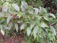 Fontanézie Fortunova (Fontanesia fortunei)